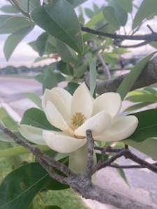 Sweetbay Magnolia in New Orleans