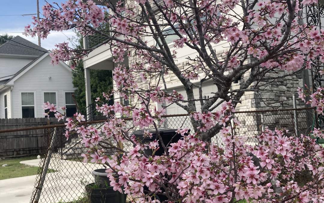 The Quickening: Lessons from Spring in New Orleans